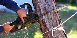 How Our Tree Care Process Works  in  Portola, CA